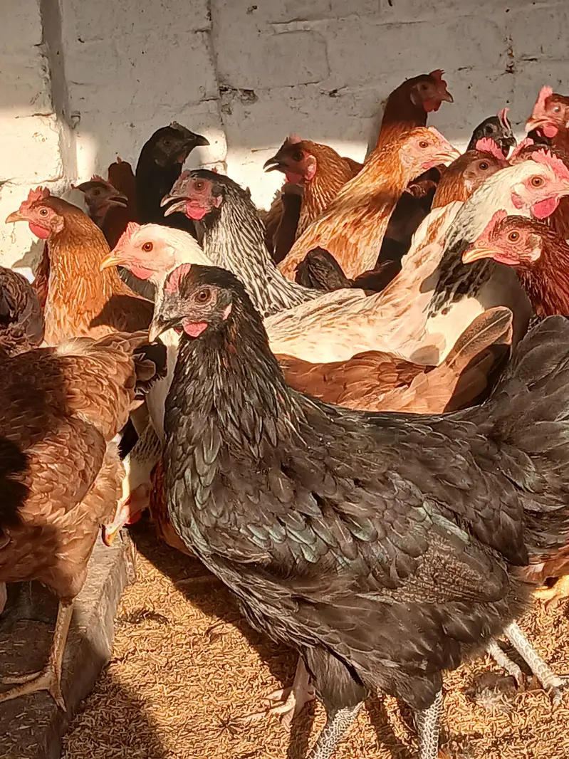 Egg laying hens for sale. | Golden misri | Desi | lohmann | fayoummi — photo 3