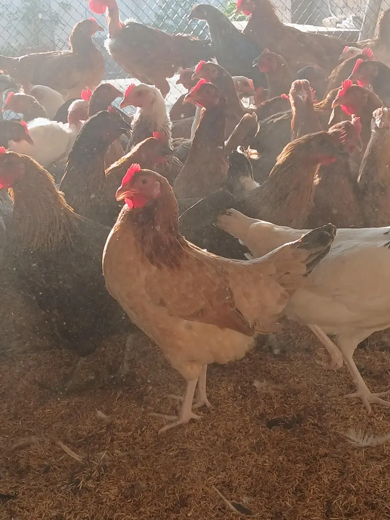 Egg laying hens for sale. | Golden misri | Desi | lohmann | fayoummi — photo 4