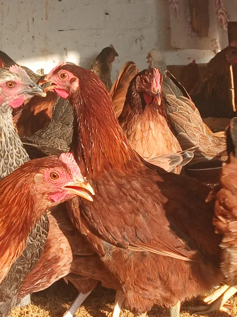 Egg laying hens for sale. | Golden misri | Desi | lohmann | fayoummi — photo 5