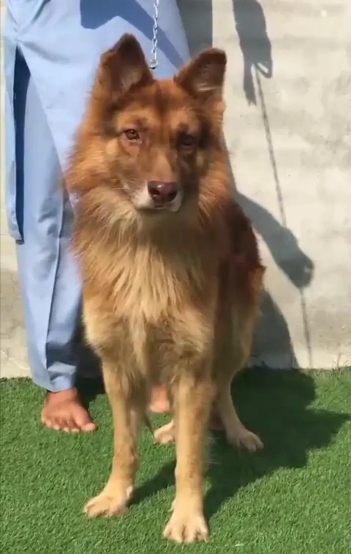 German shepherd Male 0371-1399497