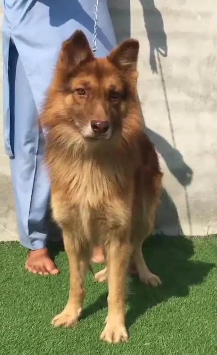 German shepherd Male 0371-1399497 — photo 2