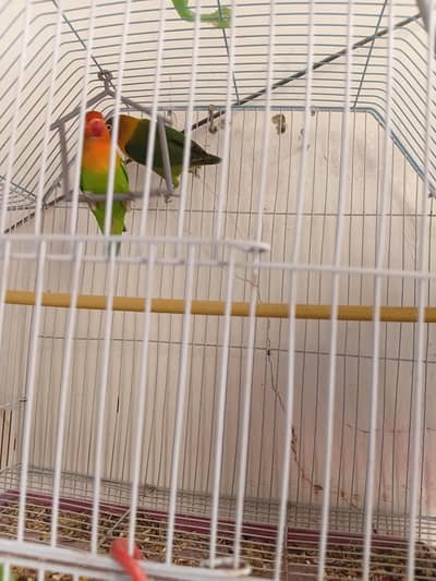 Complete Lovebirds Setup – 4 Pairs/Single + 4 Cages & 4 Nesting Boxes