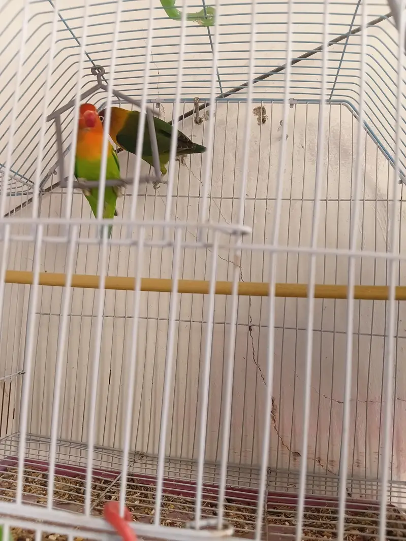 Complete Lovebirds Setup – 4 Pairs/Single + 4 Cages & 4 Nesting Boxes