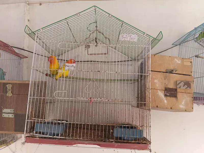 Complete Lovebirds Setup – 4 Pairs/Single + 4 Cages & 4 Nesting Boxes — photo 2