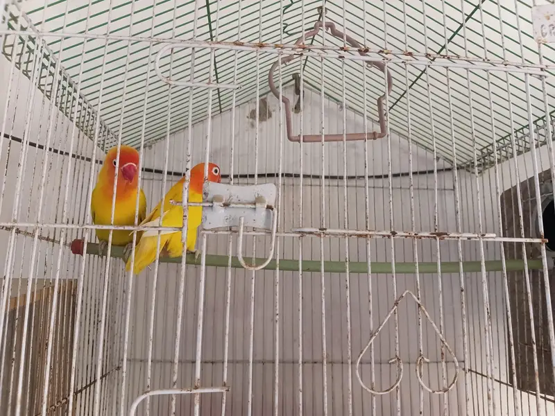 Complete Lovebirds Setup – 4 Pairs/Single + 4 Cages & 4 Nesting Boxes — photo 3