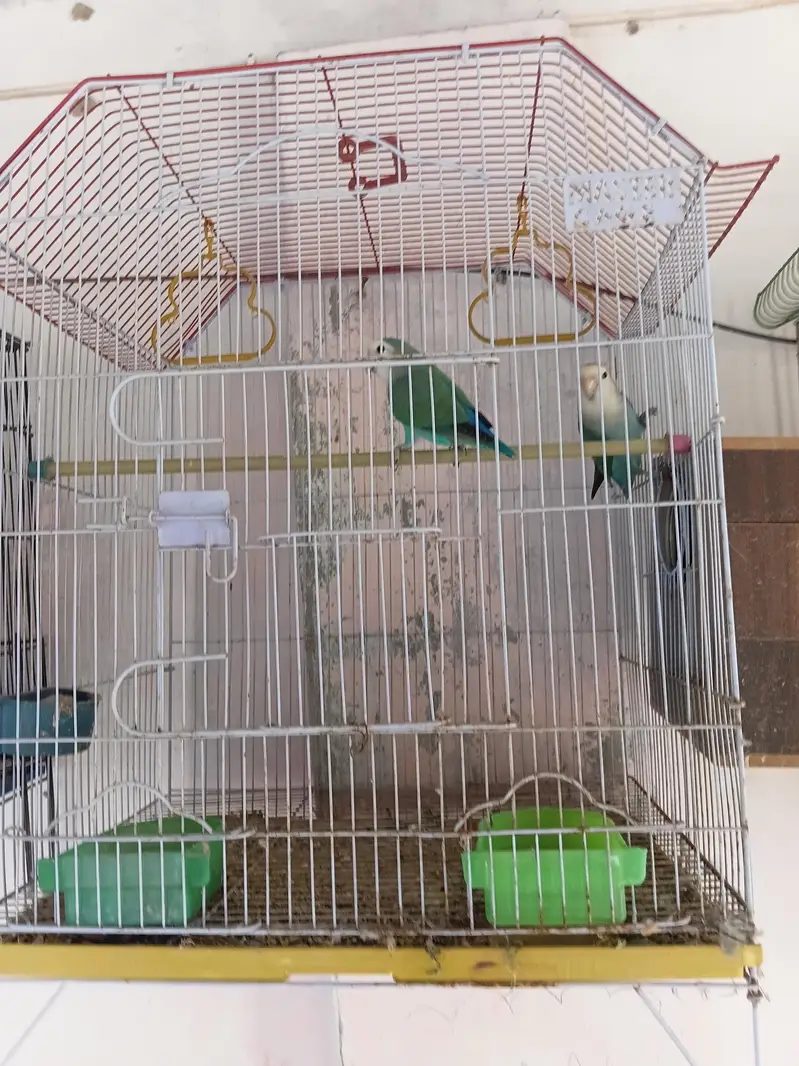 Complete Lovebirds Setup – 4 Pairs/Single + 4 Cages & 4 Nesting Boxes — photo 4