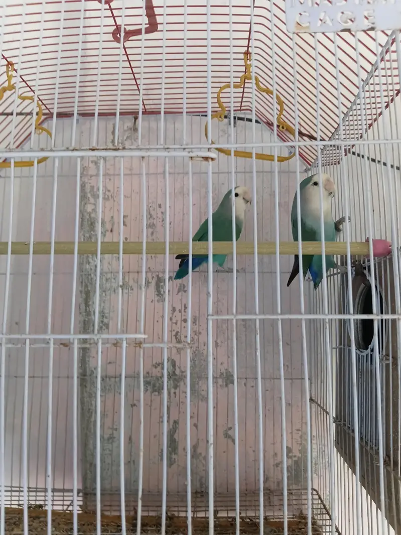 Complete Lovebirds Setup – 4 Pairs/Single + 4 Cages & 4 Nesting Boxes — photo 5