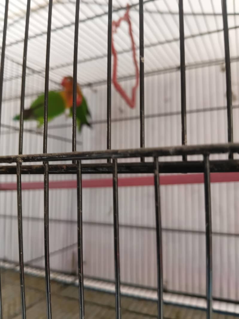 Complete Lovebirds Setup – 4 Pairs/Single + 4 Cages & 4 Nesting Boxes ...