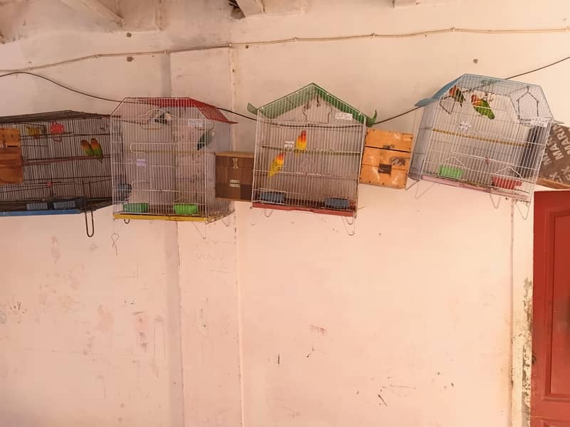 Complete Lovebirds Setup – 4 Pairs/Single + 4 Cages & 4 Nesting Boxes ...