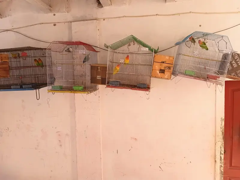 Complete Lovebirds Setup – 4 Pairs/Single + 4 Cages & 4 Nesting Boxes — photo 7