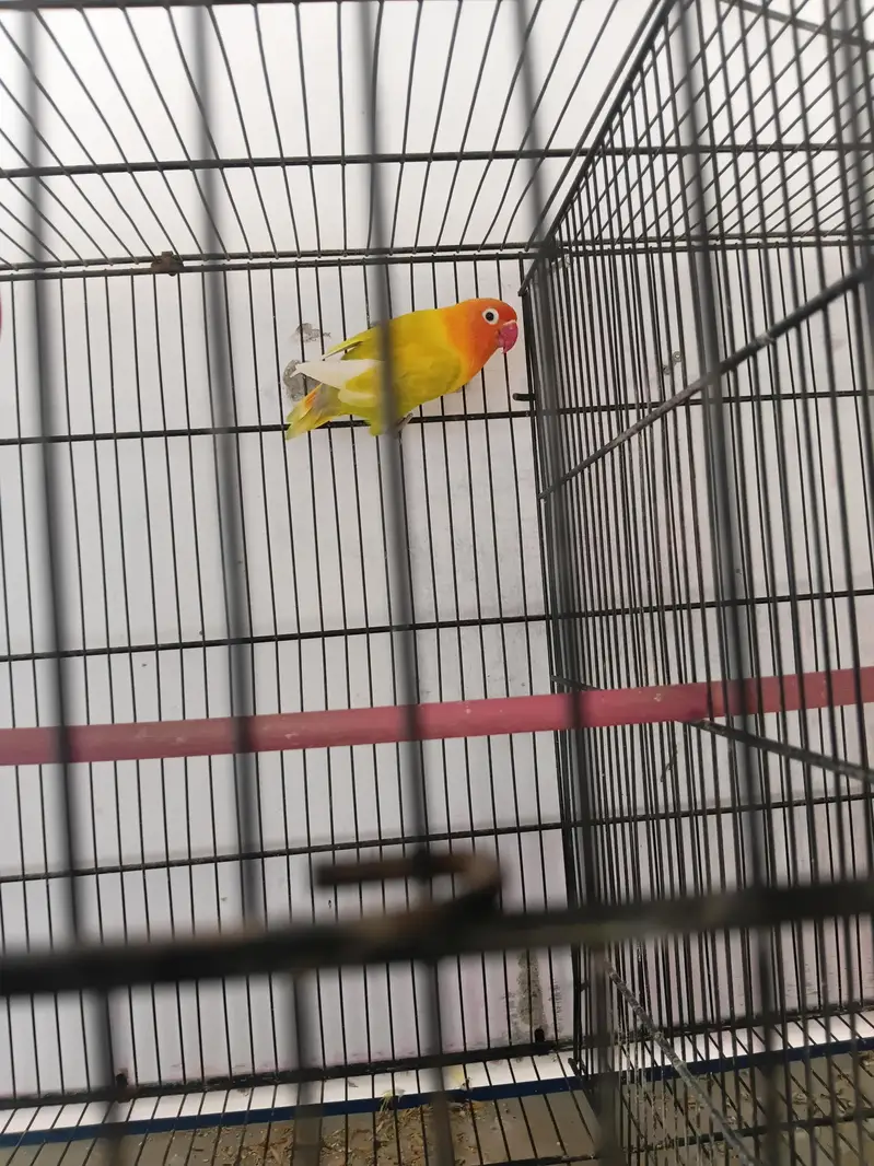 Complete Lovebirds Setup – 4 Pairs/Single + 4 Cages & 4 Nesting Boxes — photo 8