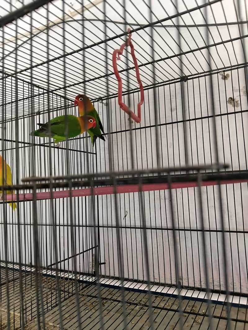 Complete Lovebirds Setup – 4 Pairs/Single + 4 Cages & 4 Nesting Boxes ...
