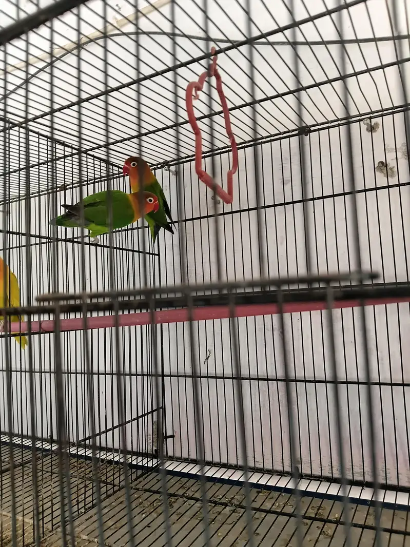 Complete Lovebirds Setup – 4 Pairs/Single + 4 Cages & 4 Nesting Boxes — photo 9