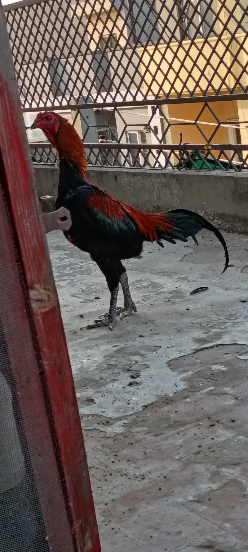 Thai Aseel patha — photo 8