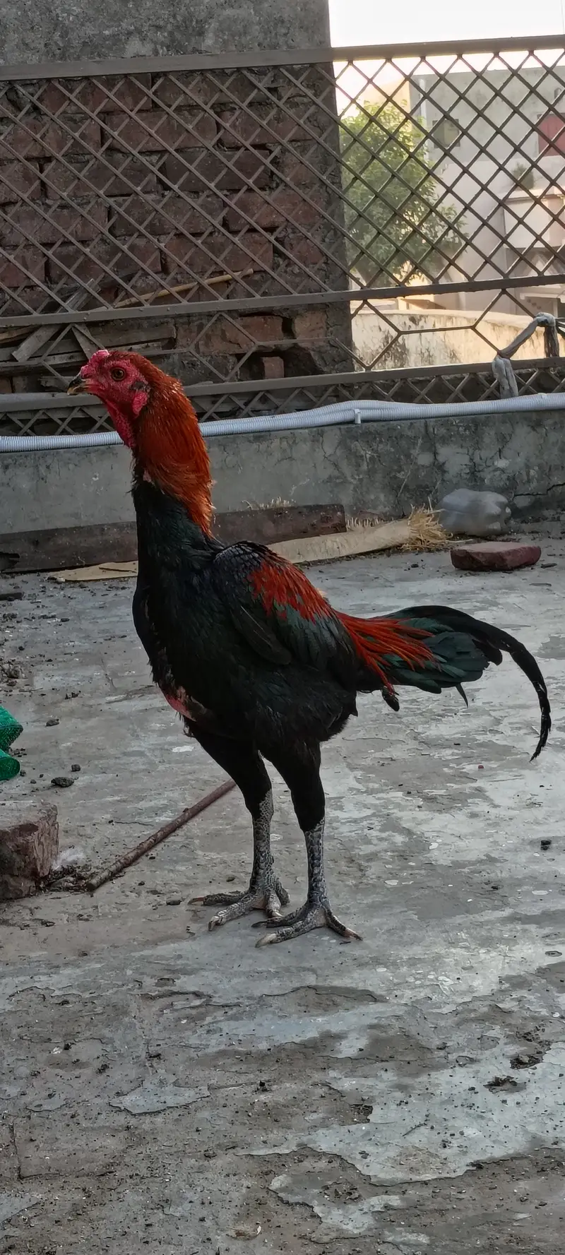 Thai Aseel patha — photo 9