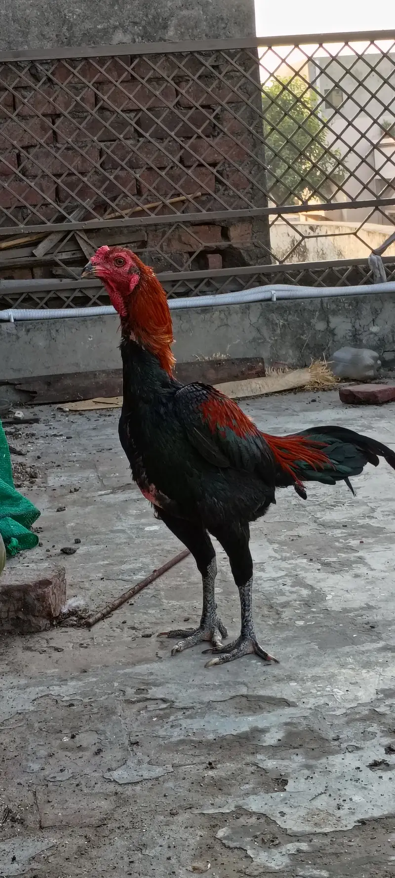 Thai Aseel patha — photo 10