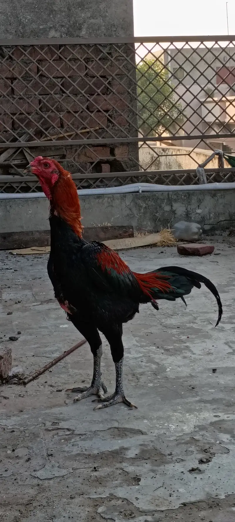 Thai Aseel patha — photo 11
