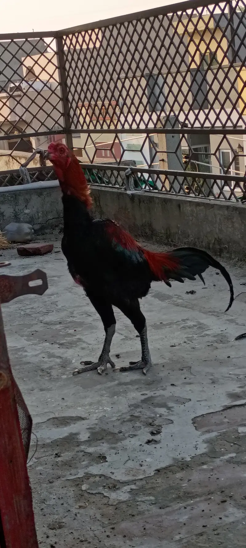 Thai Aseel patha — photo 12