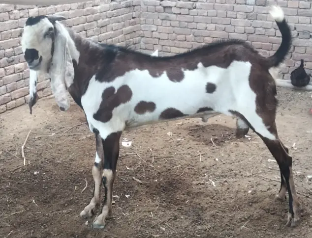 Nagra daba breedar bakra for sale — photo 2
