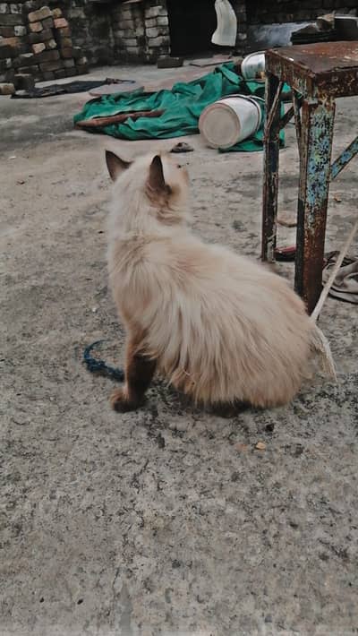 Cat for sale