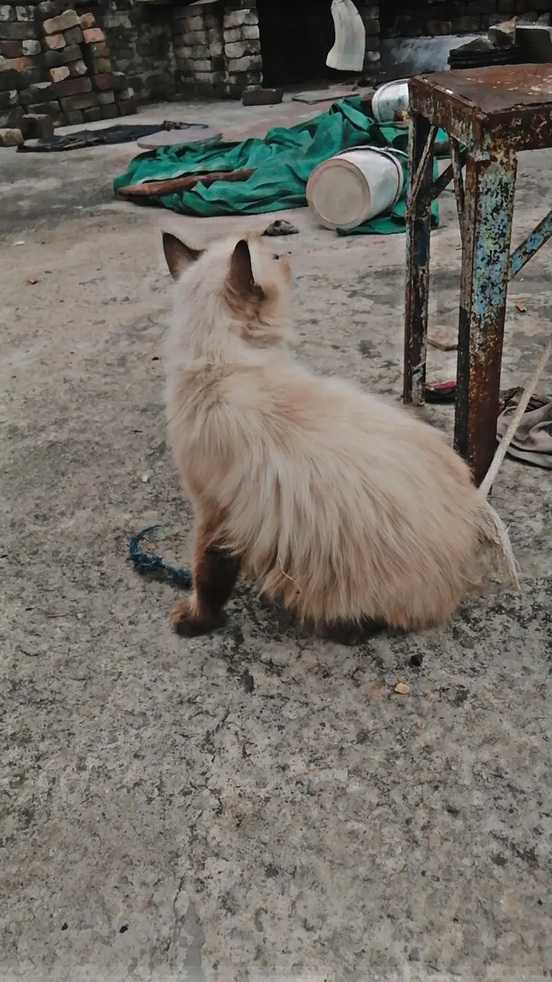 Cat for sale