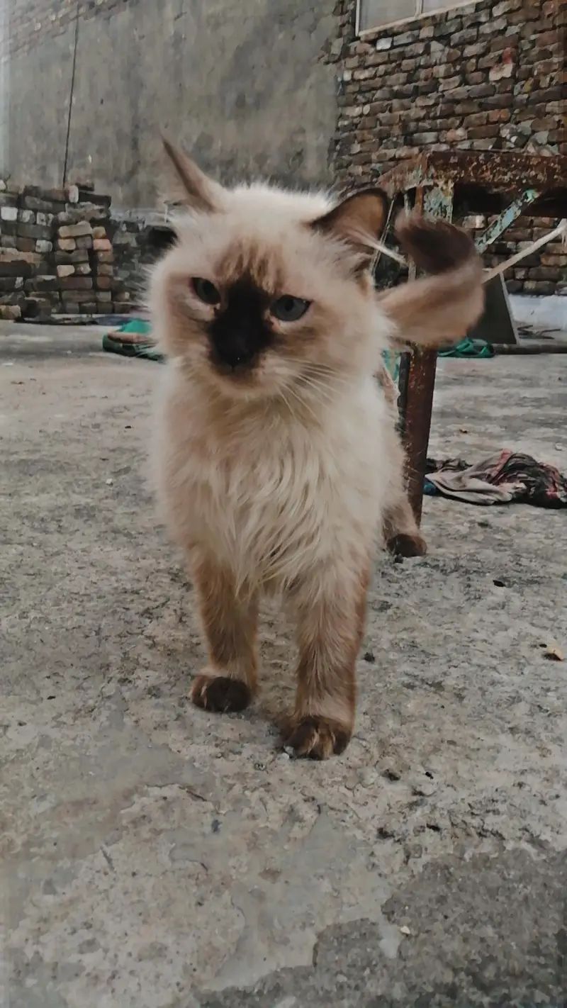 Cat for sale — photo 2