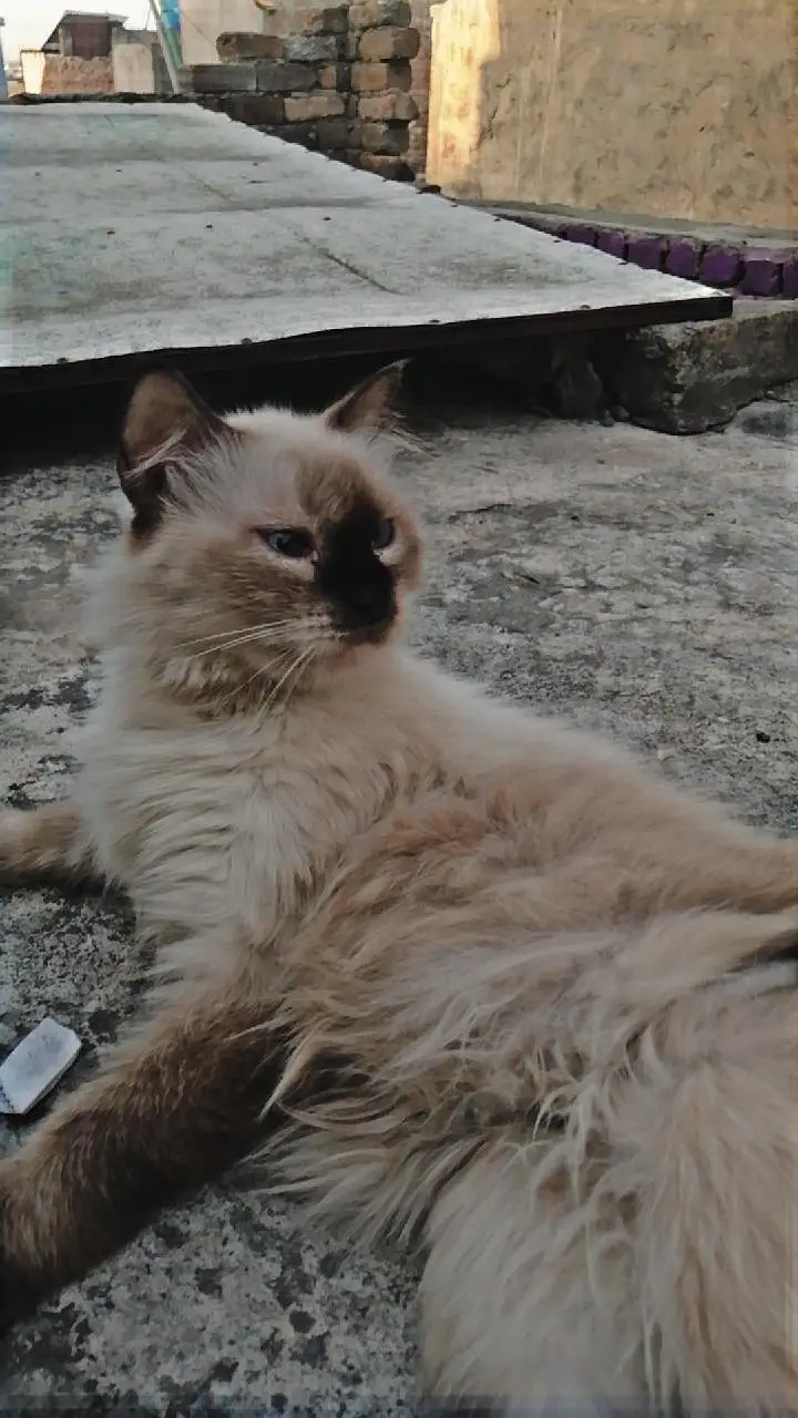 Cat for sale — photo 3