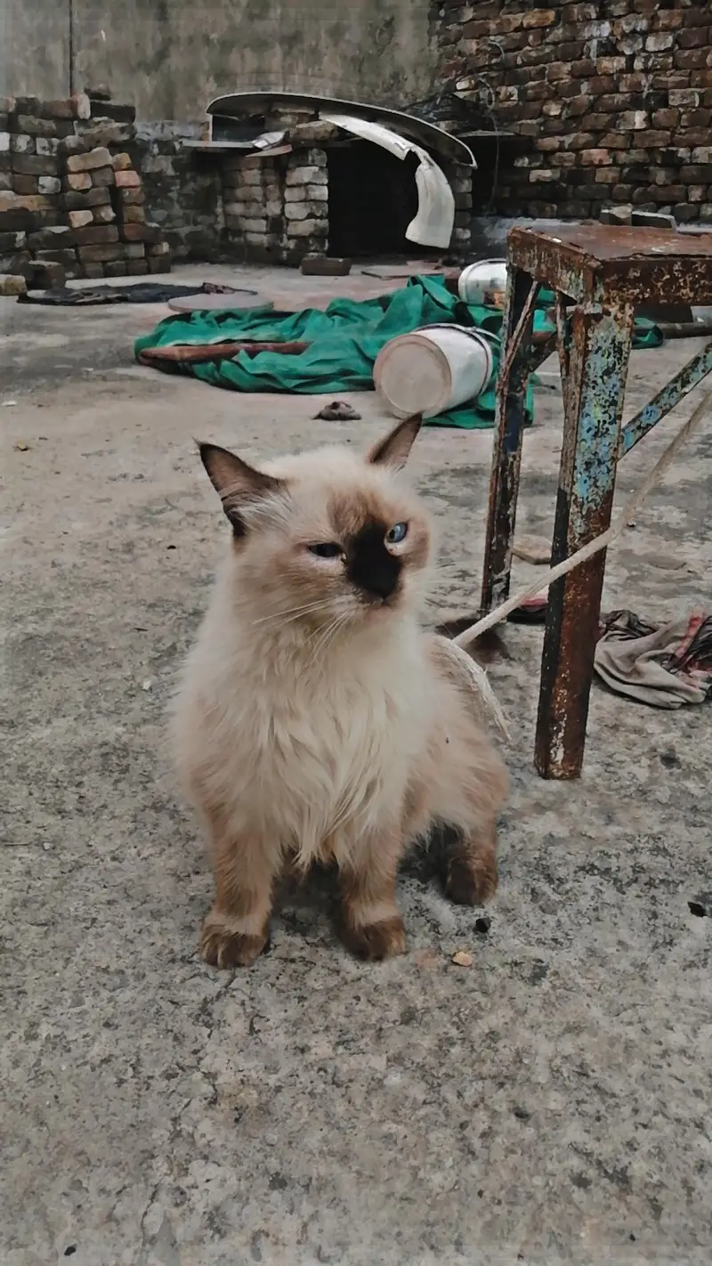 Cat for sale — photo 4