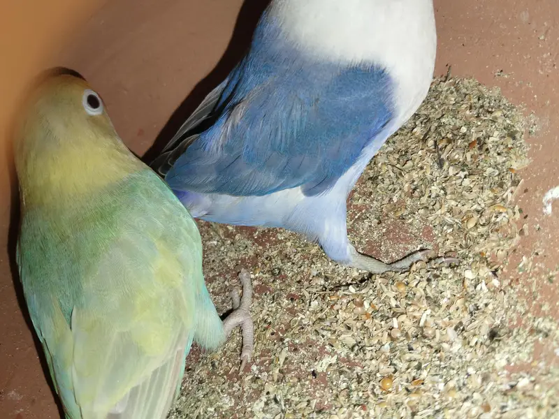 breeder pairs for sale — photo 3