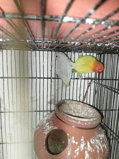 breeder pairs for sale