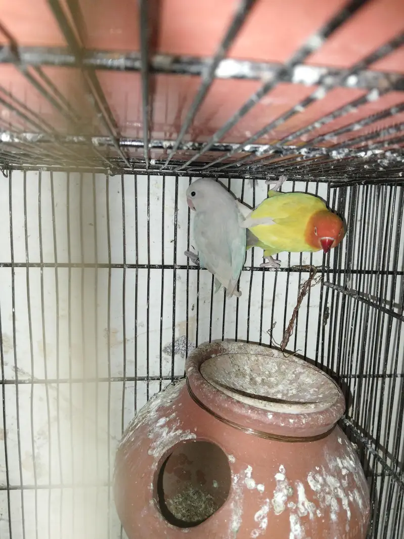 breeder pairs for sale — photo 5