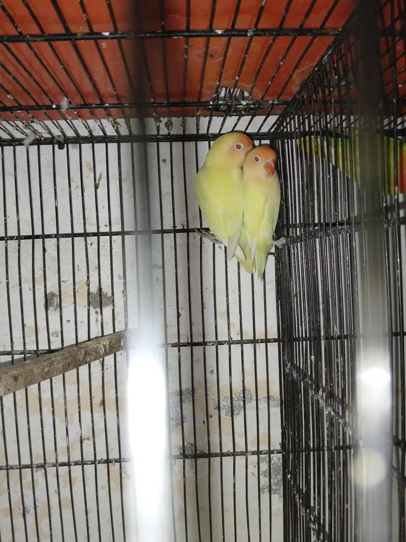 breeder pairs for sale — photo 6