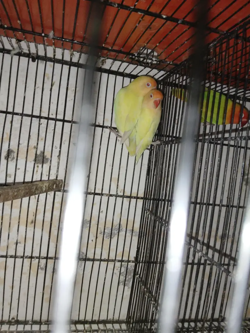 breeder pairs for sale — photo 7