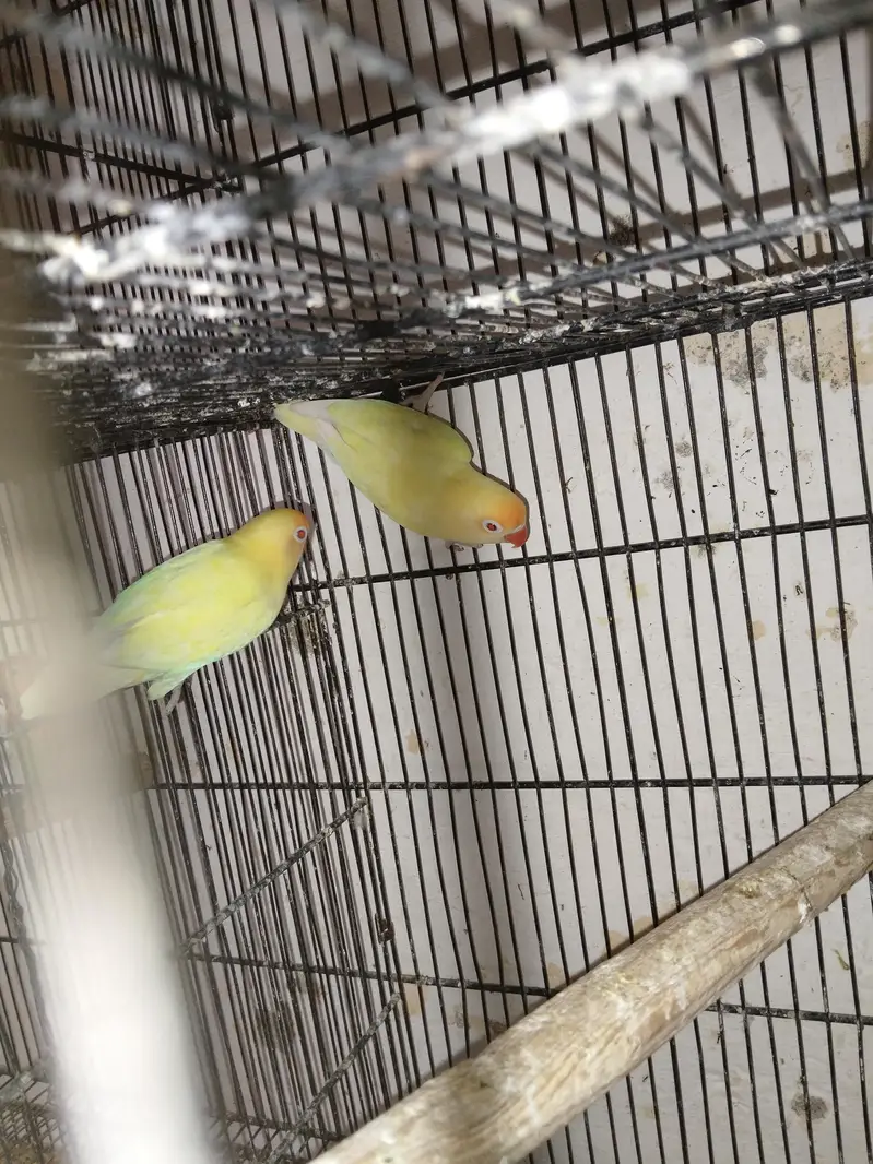 breeder pairs for sale — photo 8