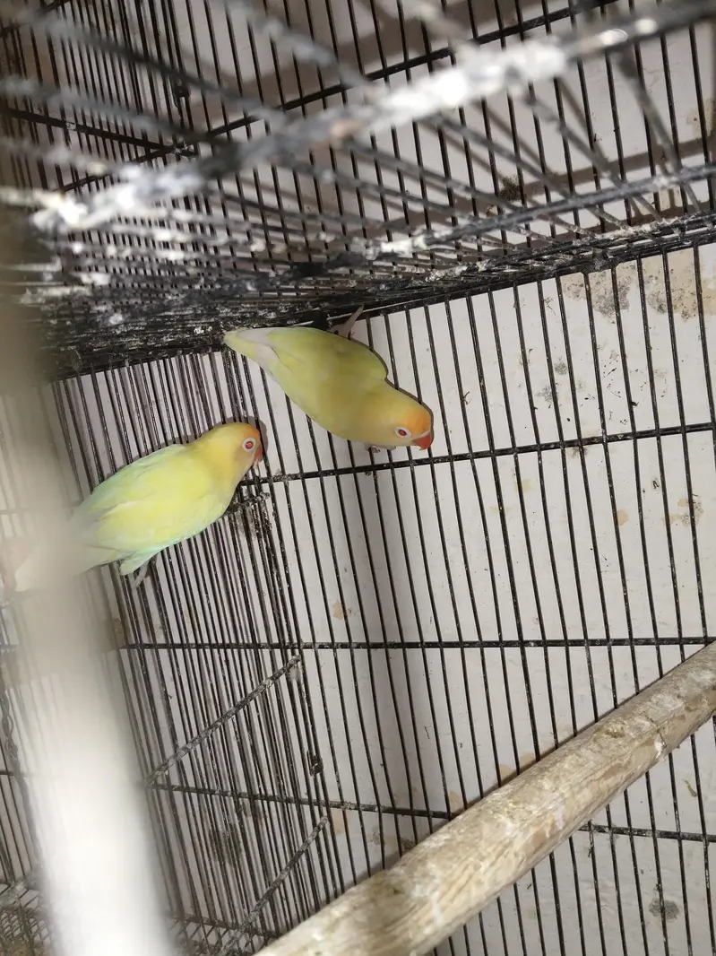breeder pairs for sale — photo 9