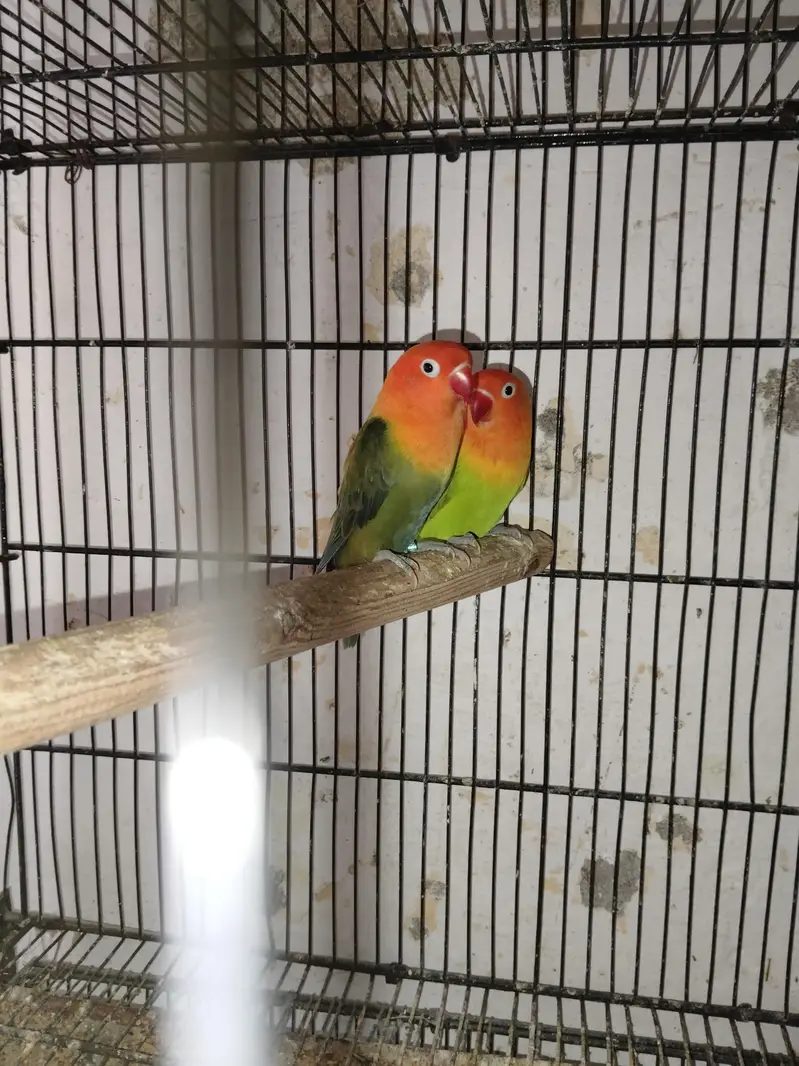breeder pairs for sale — photo 11