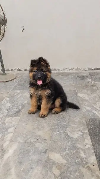 German shepherd puppie 03368764430 Whatsapp number