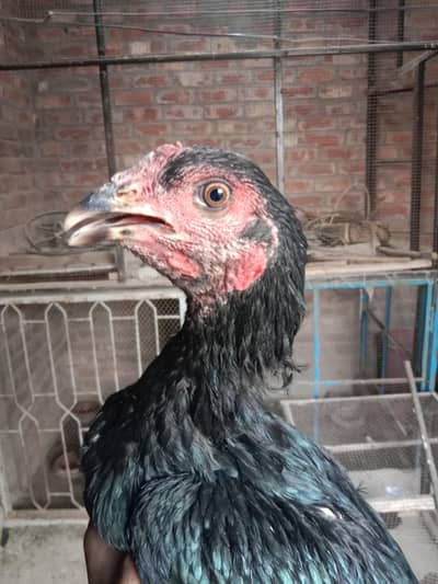 Thai breed for sale
