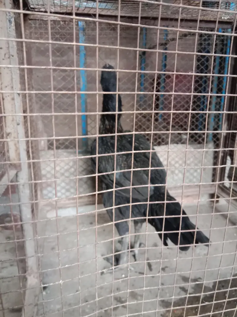 Thai breed for sale — photo 2