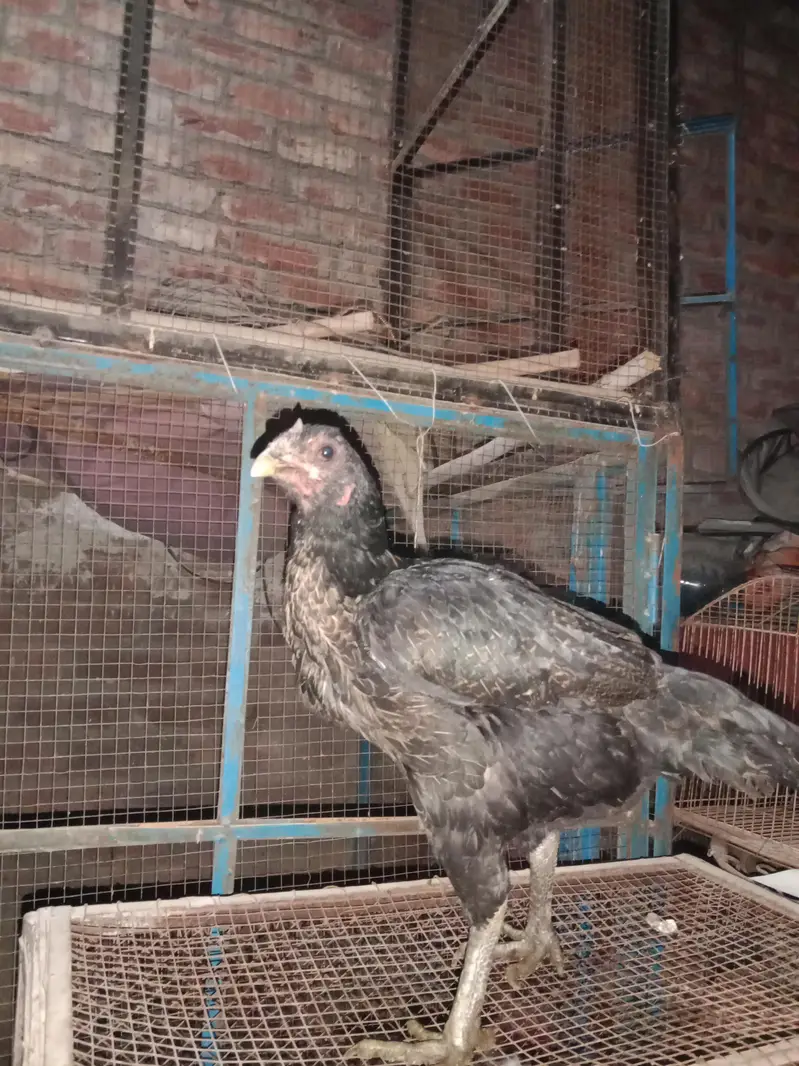 Thai breed for sale — photo 3
