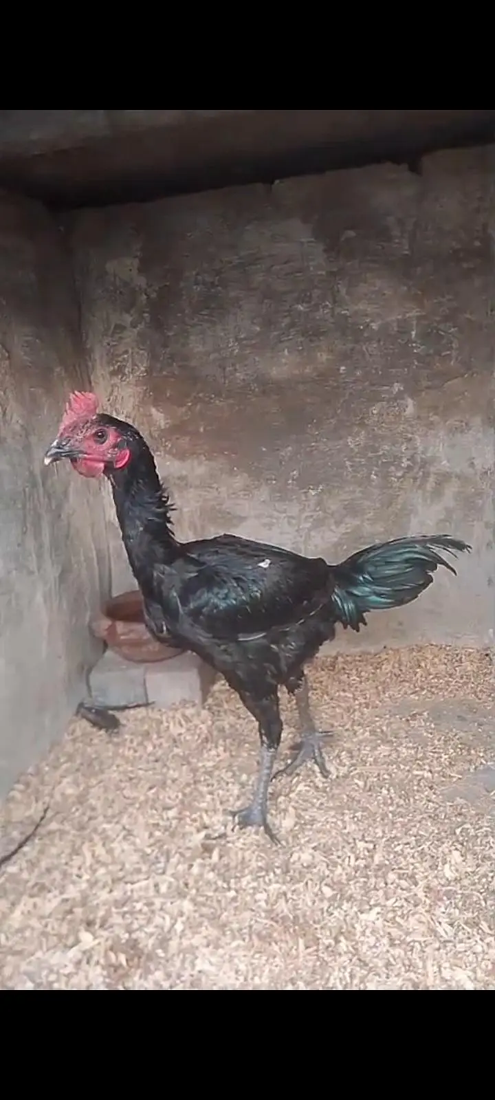 Thai breed for sale — photo 4