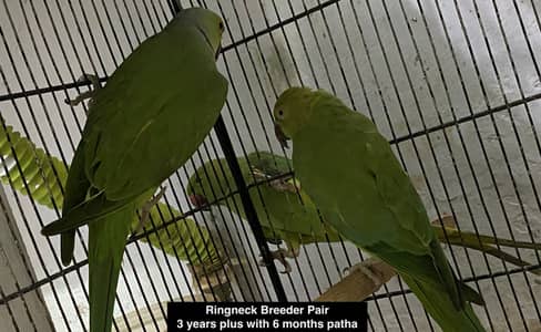 URGENT Sale -Ringneck, Lovebird, Cages, 20 Wooden Boxes wd FREE Bartan