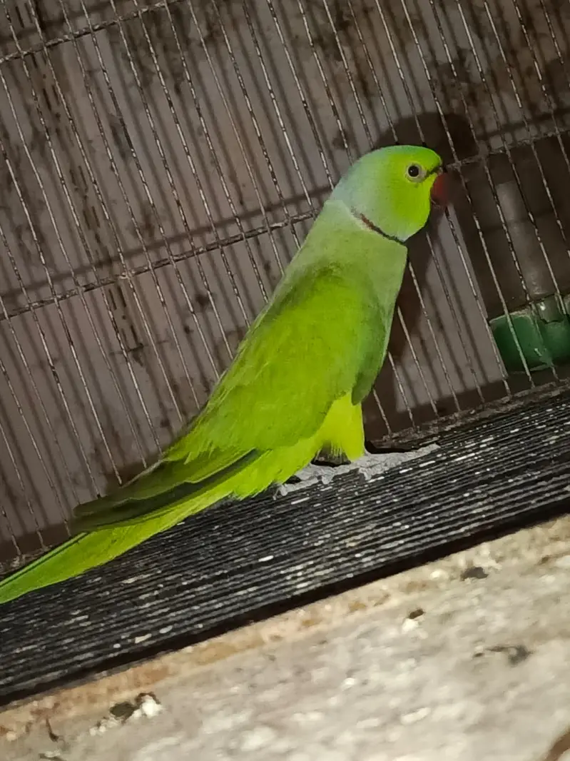 URGENT Sale -Ringneck, Lovebird, Cages, 20 Wooden Boxes wd FREE Bartan — photo 2