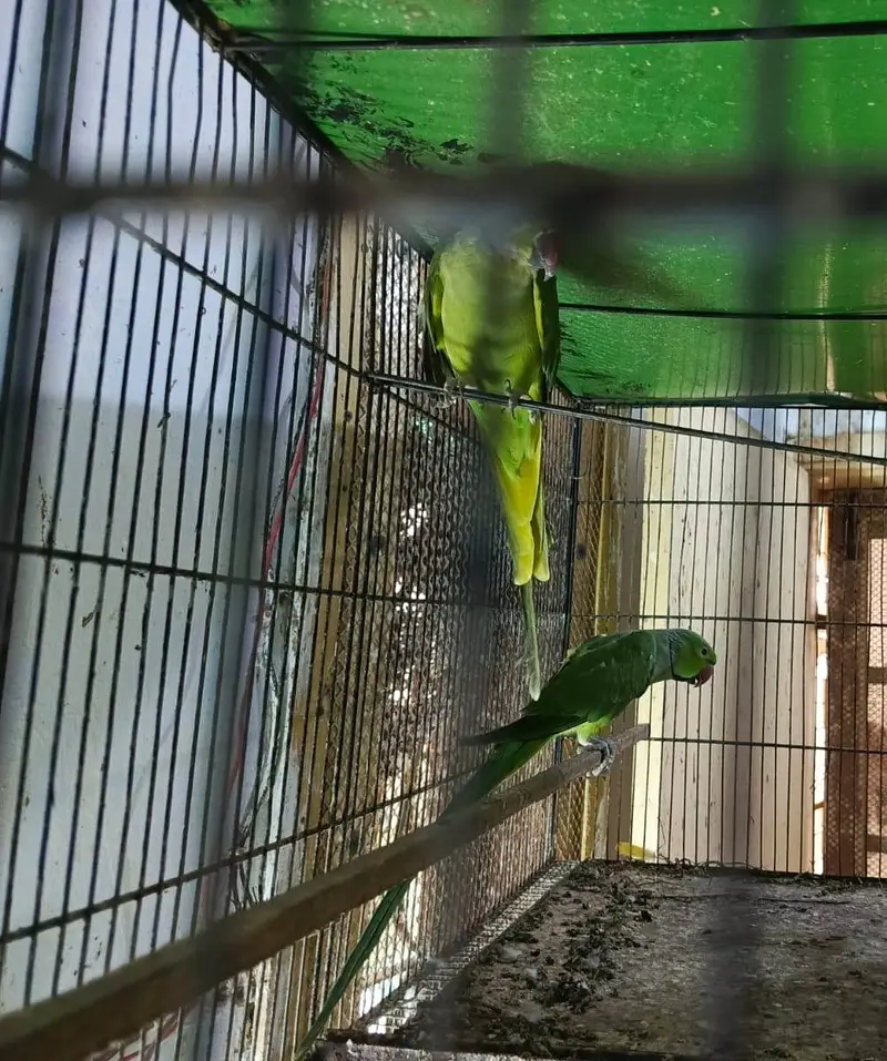 URGENT Sale -Ringneck, Lovebird, Cages, 20 Wooden Boxes wd FREE Bartan — photo 3