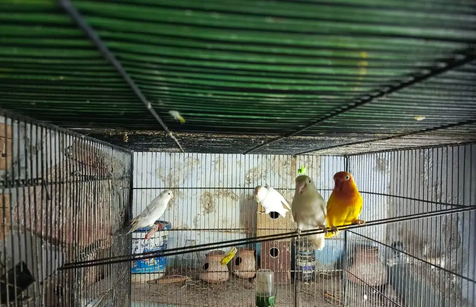 URGENT Sale -Ringneck, Lovebird, Cages, 20 Wooden Boxes wd FREE Bartan — photo 4