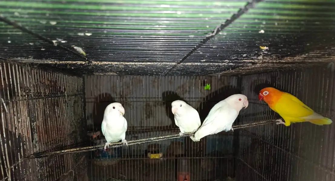URGENT Sale -Ringneck, Lovebird, Cages, 20 Wooden Boxes wd FREE Bartan — photo 5