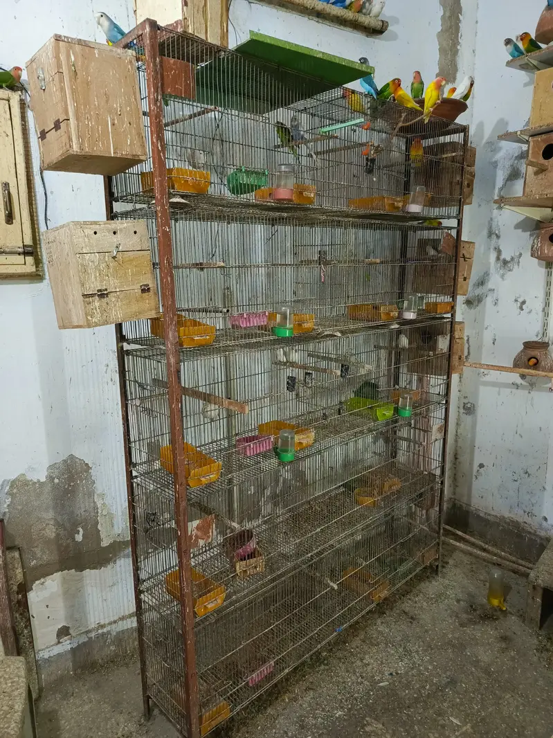 URGENT Sale -Ringneck, Lovebird, Cages, 20 Wooden Boxes wd FREE Bartan — photo 6