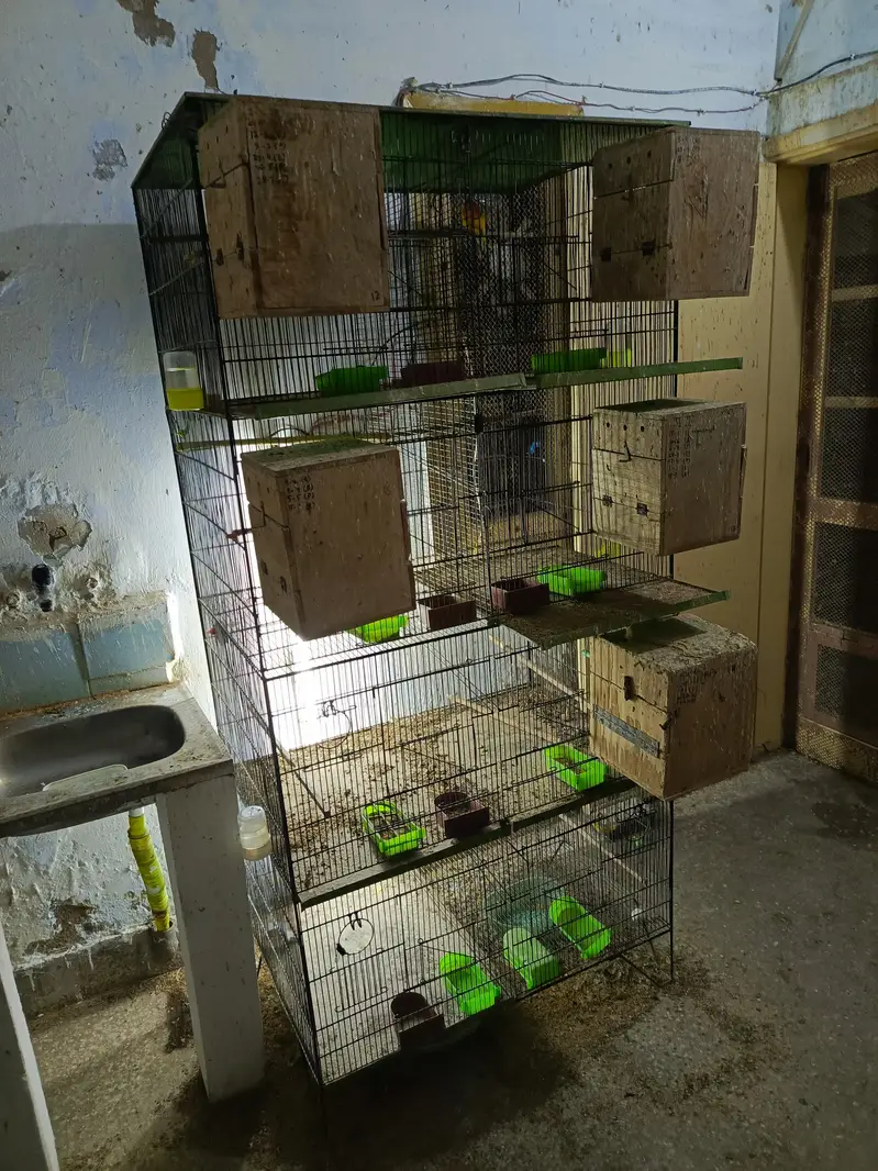 URGENT Sale -Ringneck, Lovebird, Cages, 20 Wooden Boxes wd FREE Bartan — photo 7