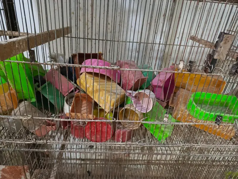 URGENT Sale -Ringneck, Lovebird, Cages, 20 Wooden Boxes wd FREE Bartan — photo 11