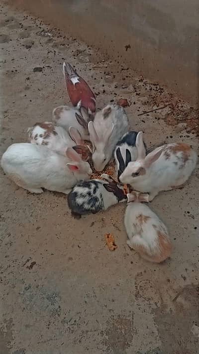 1 white Male and 7 female rabbits Available/Breeder pairs and babies